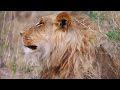 Animal Kingdom 4K - Scenic Wildlife Film With Calming Music | Relaxing Nature In 4K