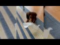 Dachshund Compilation - Funny And Cute Videos