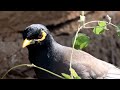 Sparrow collecting grass for Nest making / Peacock eating grains / Mynah bird sounds / Peacock video