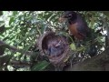 Robins feed baby chicks mom and dad eats poop