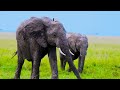 AFRICAN SAFARI DOLBY VISION™ - 8K HDR (60FPS) - With Nature Sounds (Colorfully Dynamic)