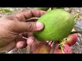 It's amazing to use this method to propagate mango trees with apples 100% successful