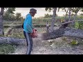 Cut down 2 trembesi trees on the rice fields, Husqvarna 395xp chainsaw.