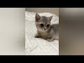 20 minutes of adorable 🥰cats and kittens videos to keep you smiling 😍😅