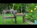 [NO ADS] Cat TV for Cats to Watch 😸 Birds & Squirrels Play in the Garden 🕊️ Bird Videos & Cat Games