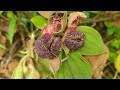 Harvesting the papaya garden to sell, taking care of the poor little girl cooking | Ly Van Chieu