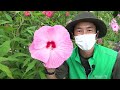 vol.103 夏を彩る大輪の花！タイタンビカスの魅力