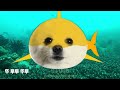 Gabe the Dog - Baby Shark (Cover)