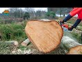 50 Incredible Fastest ChainSaw Machines Skill Cutting Big Tree