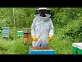 Drone Brood Removal Part 3- Stewart Spinks From The Norfolk Honey Co.