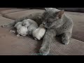 Kittens Development 100 Days - British Shorthair 126 MINS - 4K