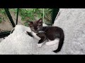 Kitten playing and grooming