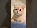 Cutest Pets|A Compilation of Funny and Loveable Animal Moments|Laugh Out Loud with Adorable Pets|EP4