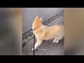 Pet Pranks: Funny Moments That Will Make You Laugh 🐶 Best Funny Videos compilation Of The Month 😍