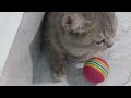 New Funny Animals 2024 🐶Funniest Dogs and Cats 😻👋