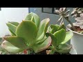 I-repot na natin ang mga new succulents + konting update sa old succies 💖
