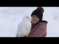 Snowy Owls Build Nests Out Of Lemming Corpses