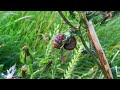 4k Relaxing walk at Martlesham Wilds Nature Reserve, Suffolk