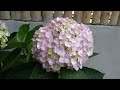 Surprising Uses Of Tomatoes With Hydrangeas, Tips To Have A Beautiful Hydrangea Pot