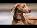 What is the Weimaraner's typical daily exercise routine?