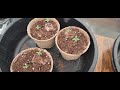 How to Grow Cannabis Seedlings - (Growing Our Own Brand New Strains)