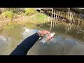 WHITE BASS Run 2023-2024 | They’re here | Sandpiper Park fishing #whitebassfishing #cypresscreek