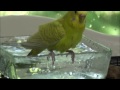 Budgie Taking a Bath.. HD Quality!!