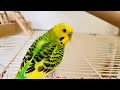 Birds for cats to watch, Happy parakeets chirping, Videos of birds for cats #budgies #birds #parrot