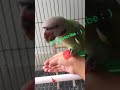 Parrot eating watermelon 🍉.