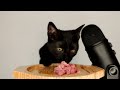 CAT EATING MEAT & EGG YOLK ASMR MUKBANG