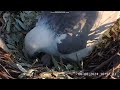 Sea EagleCAM ~Bielik białobrzuchy, Sydney - karmienie SE33 i SE34 🐥🐥 2024 08 08