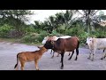 Sapi Lembu Jinak yang lucu Berjalan melewati desa dengan pemandangan yang indah - Suara Sapi Lembu