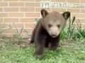 หมีน้อยจามไม่หยุด Cute Sneezing Bear