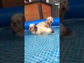 Dogs in the pool with Brian and Ben