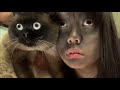 Cat and Her Twin Owner #funny #cute #pets #animals