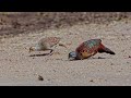 Painted Spurfowl at Hampi | Birds & Animals | 4K UHD