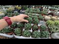 Cactus & Succulent Shopping at Summerwinds and Whitfill Nurseries