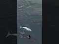 Frosty, the white orca! Filmed off Malibu, CA. #ocean #orca #killerwhale #whale #dolphin #drone