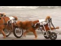 Paralysed dogs in wheelchairs play on the beach in Peru