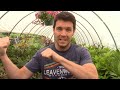How to Grow Lavender Plants from Cuttings (Part 2) Growing, Pruning, and Shaping our Lavender Plants