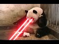Panda Sneezing With Lazer Eyes
