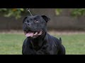 LIVING WITH STAFFORDSHIRE BULL TERRIERS 2: PROTECTION WORK
