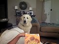 Great Pyrenees Dog Begs for Cookie and Farts