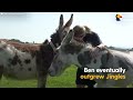 Orphaned Baby Donkey Cried For Days Until He Found A New Mom | The Dodo