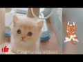 Funny ANIMALS videos funniest cats 😂_FUNNY cats , dogs videos 2024TRY not to laugh _😆😺 part 69