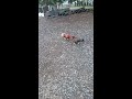 Rooster fight