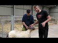 Shearing the Loneliest Sheep in the World!