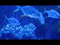 marine aquarium full of fishes and plants exotic fishe