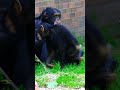 Crazy Baby Chimp Goes Wild With A Branch! #shorts
