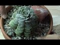 How to Separate Succulents: Removing Babies/Offsets with Sucs for You!